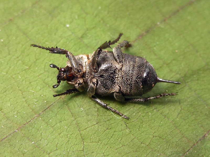 Cetoniidae: Valgus hemipterus, femmina